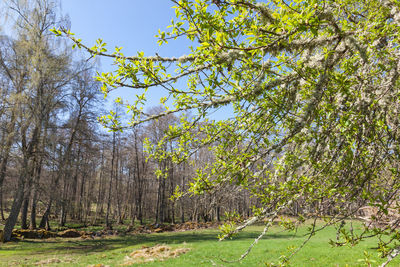 Trees on landscape against sky