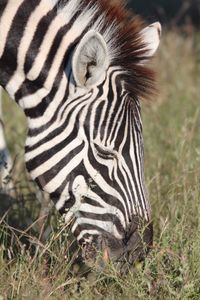 Close-up of zebra