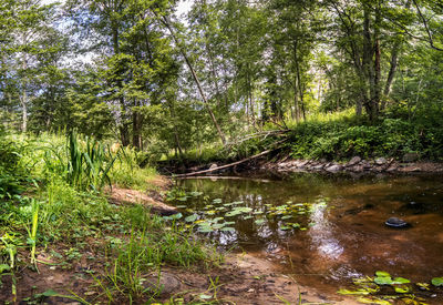 View of trees in forest