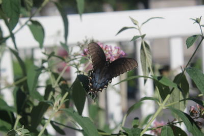 Bird perching on plant