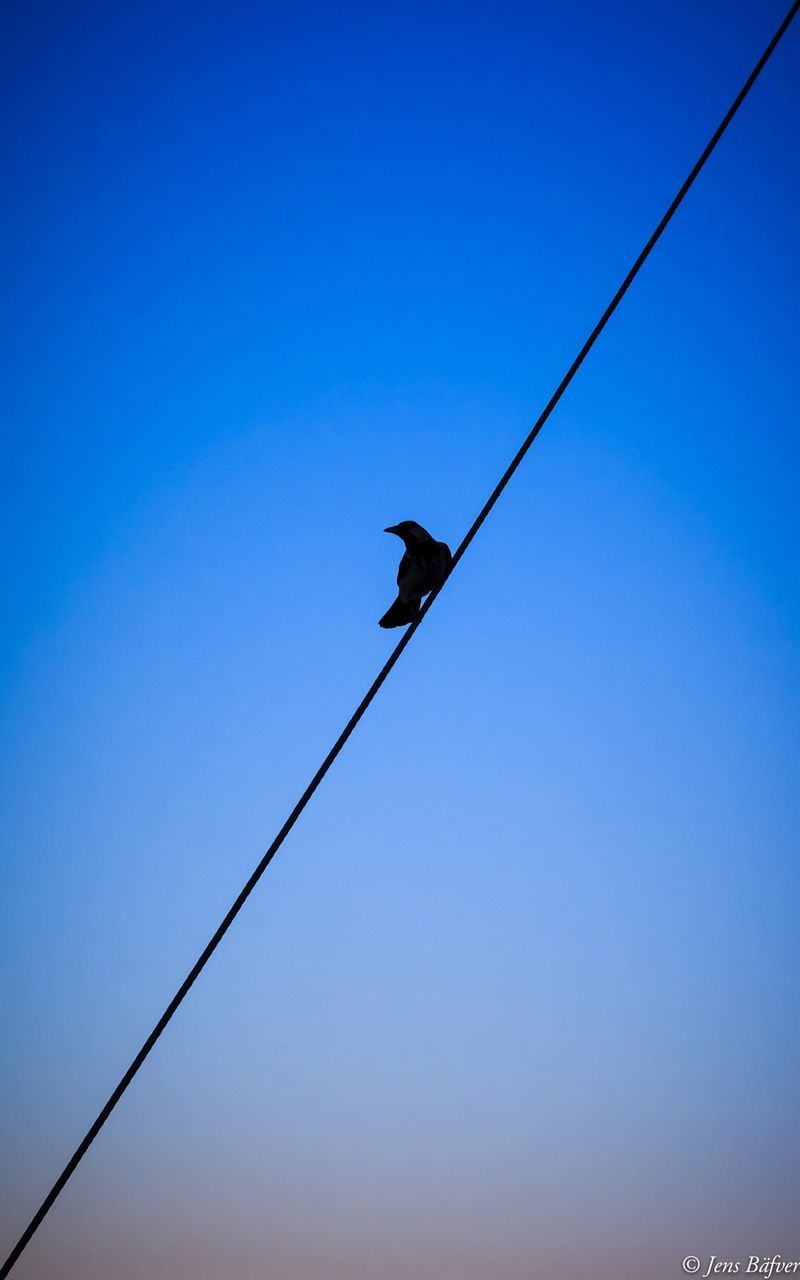 low angle view, clear sky, animal themes, blue, bird, copy space, wildlife, animals in the wild, flying, cable, silhouette, one animal, perching, power line, mid-air, power cable, street light, outdoors, nature, electricity