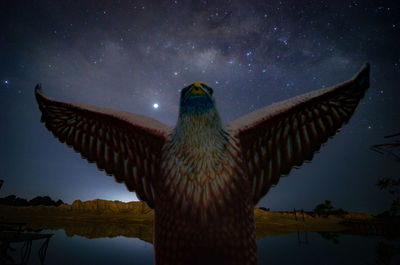 Low angle view of eagle flying against sky at night