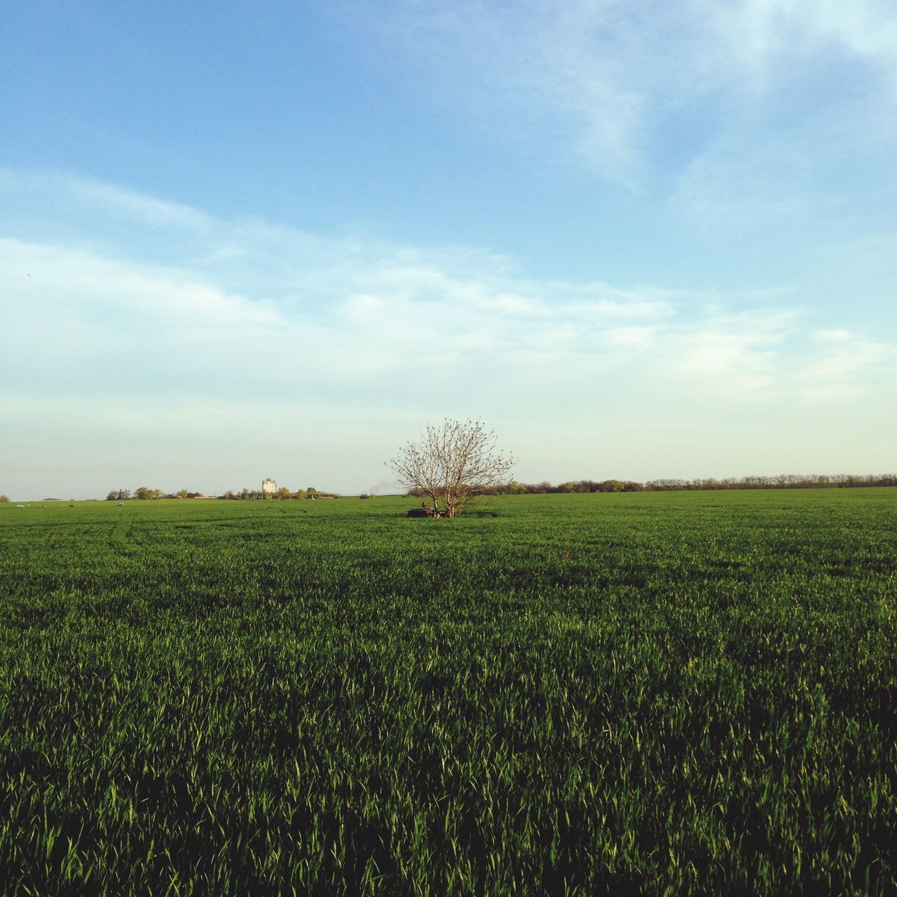 field, tranquil scene, landscape, tranquility, grass, sky, beauty in nature, scenics, growth, rural scene, nature, agriculture, green color, farm, crop, horizon over land, grassy, tree, cloud, idyllic