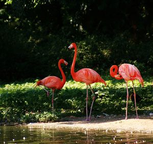 Birds by lake against trees