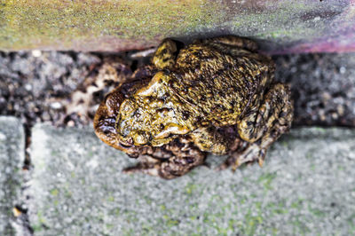 High angle view of insect on rock