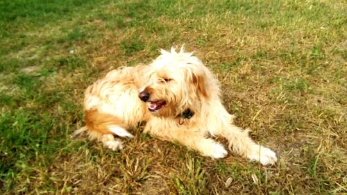 Portrait of a dog lying on grass