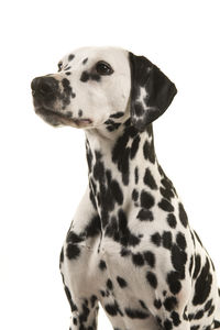 Close-up of a dog over white background