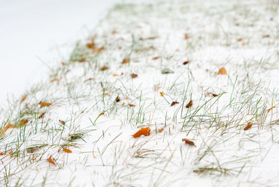 Green grass under the snow with dry fallen leaves at it