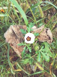 Close-up of flower growing in grass