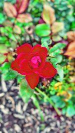 Close-up of red flowers