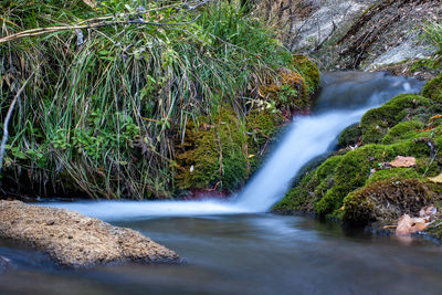 Scenic view of waterfall in forest