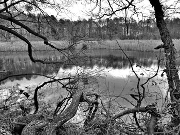 Reflection of bare trees in lake