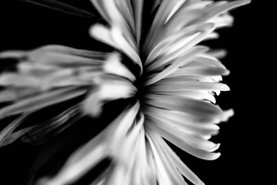 Close-up of flower against black background