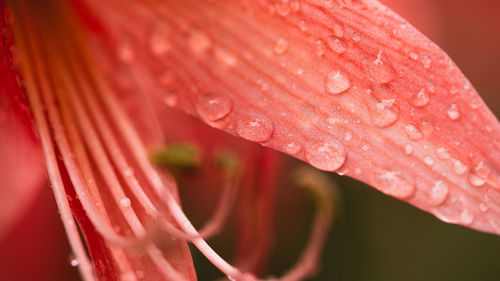 Close-up of wet red flower