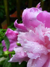 Close-up of water drops on pink rose flower