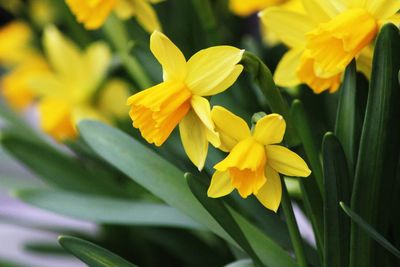 Close-up of yellow flowering plant