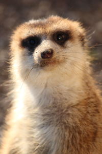 Close-up portrait of an animal