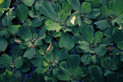 Full frame shot of plants