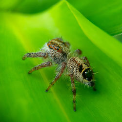 Close-up of spider