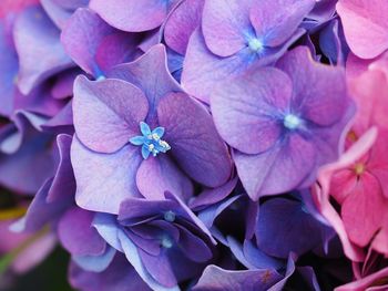 Close-up of flowers blooming outdoors