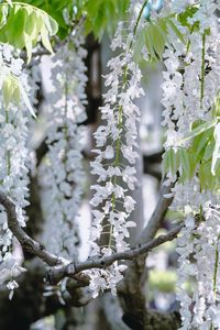 Close-up of white flowering plant