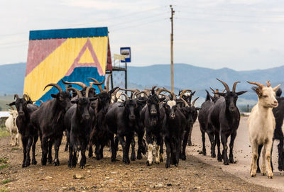 Goats on the road