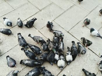 High angle view of pigeons on footpath