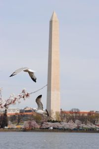 Seagull flying over city