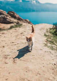 High angle view of a dog on street