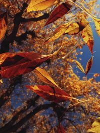 Close-up of maple leaves on tree during autumn