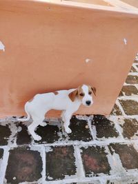 High angle portrait of dog on white wall