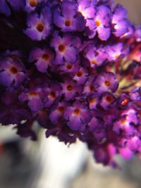 Close-up of flowers