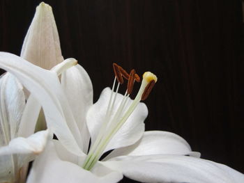 Close-up of white flowers blooming outdoors