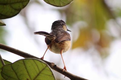 Close-up of bird perching on branch