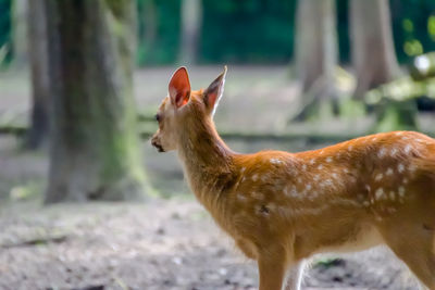 Close-up of deer standing against trees