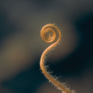 Close-up of a plant spiral