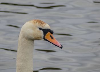 Close-up of swan swimming in lake