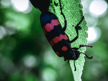 Close-up of butterfly on plant