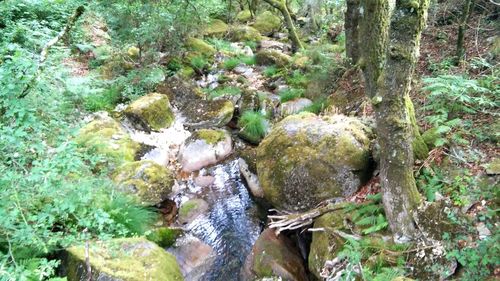 Stream in forest