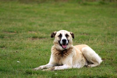 Portrait of dog sitting on field