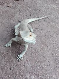 High angle view of a lizard on land