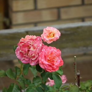 Close-up of pink rose