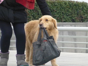 Low section of person with dog standing outdoors