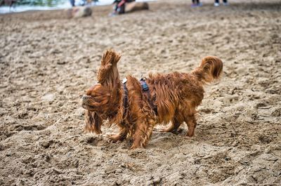 Full length of a dog on beach