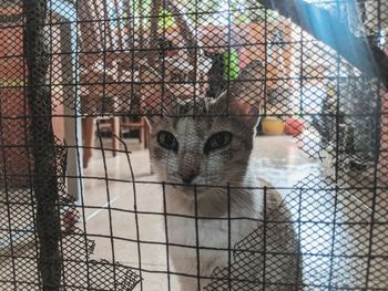 Portrait of cat in cage seen through chainlink fence