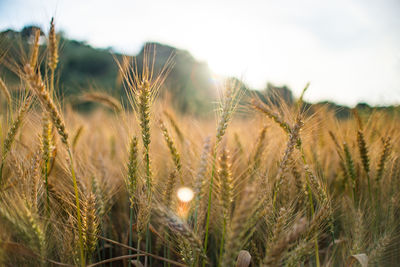 Close-up of wheat field against sky