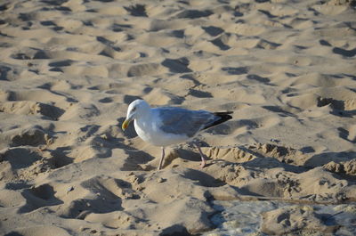 High angle view of seagull on sand