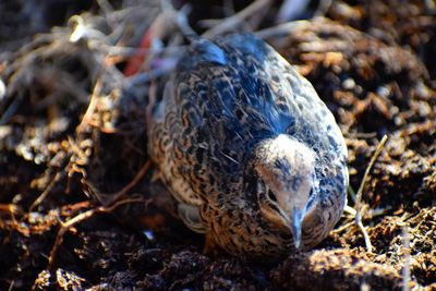 Close-up of animal on field