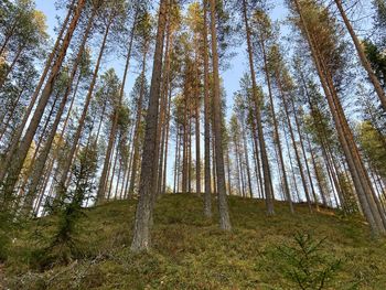 Low angle view of pine trees in forest