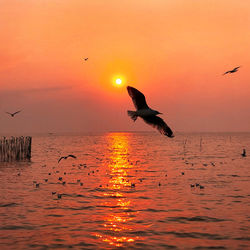 Silhouette birds flying over sea during sunset